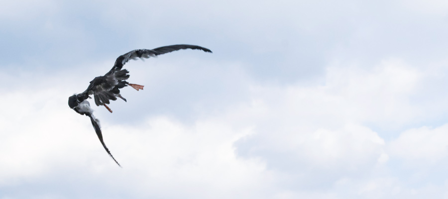 Picture of Streaked Shearwater