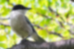 Azure-winged Magpie