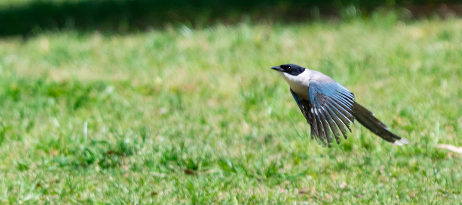 Picture of Azure-winged Magpie
