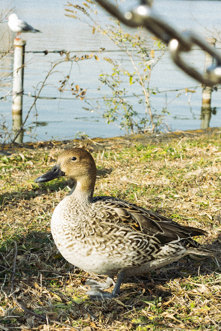 オナガガモの特徴 分布 生態 写真をご紹介します 目に見えるいきもの図鑑