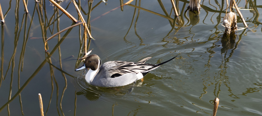 Picture of Northern Pintail