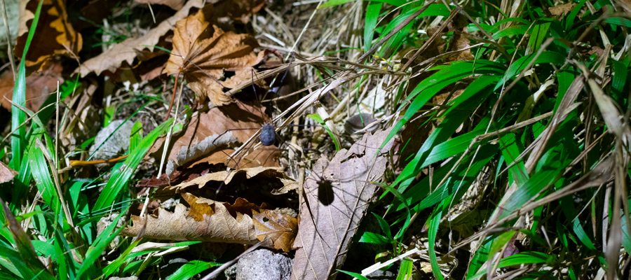 Picture of Nelima genufusca