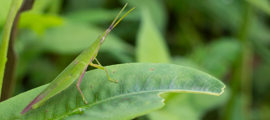 Picture of Atractomorpha lata