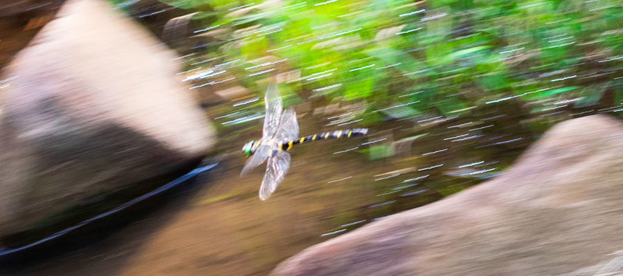 Picture of Golden-ringed dragonfly