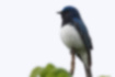 Blue-and-White Flycatcher