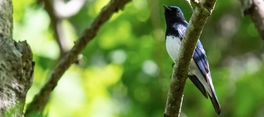 Picture of Blue-and-White Flycatcher