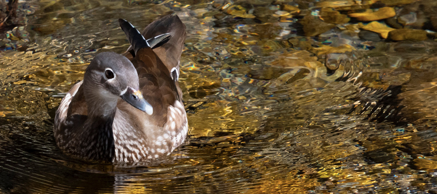 Picture of Mandarin duck