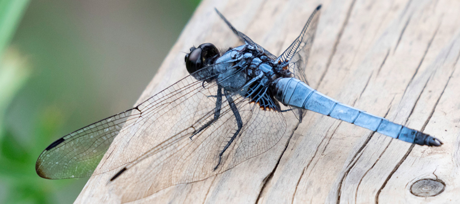 Picture of Orthetrum triangulare melania