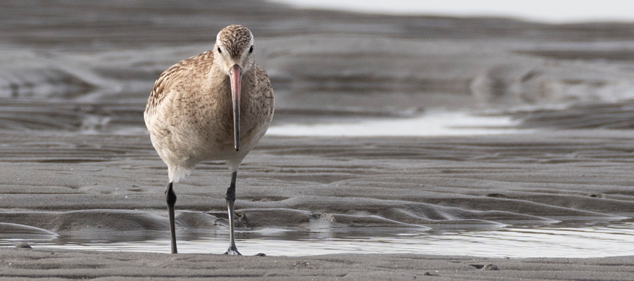 Picture of Bar-tailed Godwit