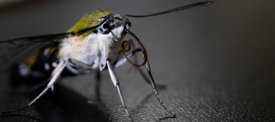 Pellucid hawk moth's wings like invisibility cloak - Australian Geographic