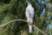 Northern Goshawk