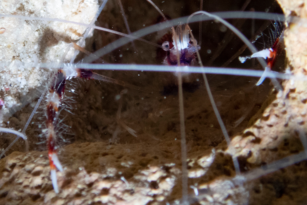 オトヒメエビの特徴、分布、生態、写真をご紹介します。｜目に見えるいきもの図鑑