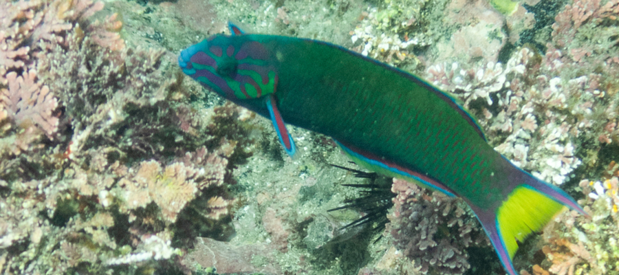 Picture of Moon wrasse