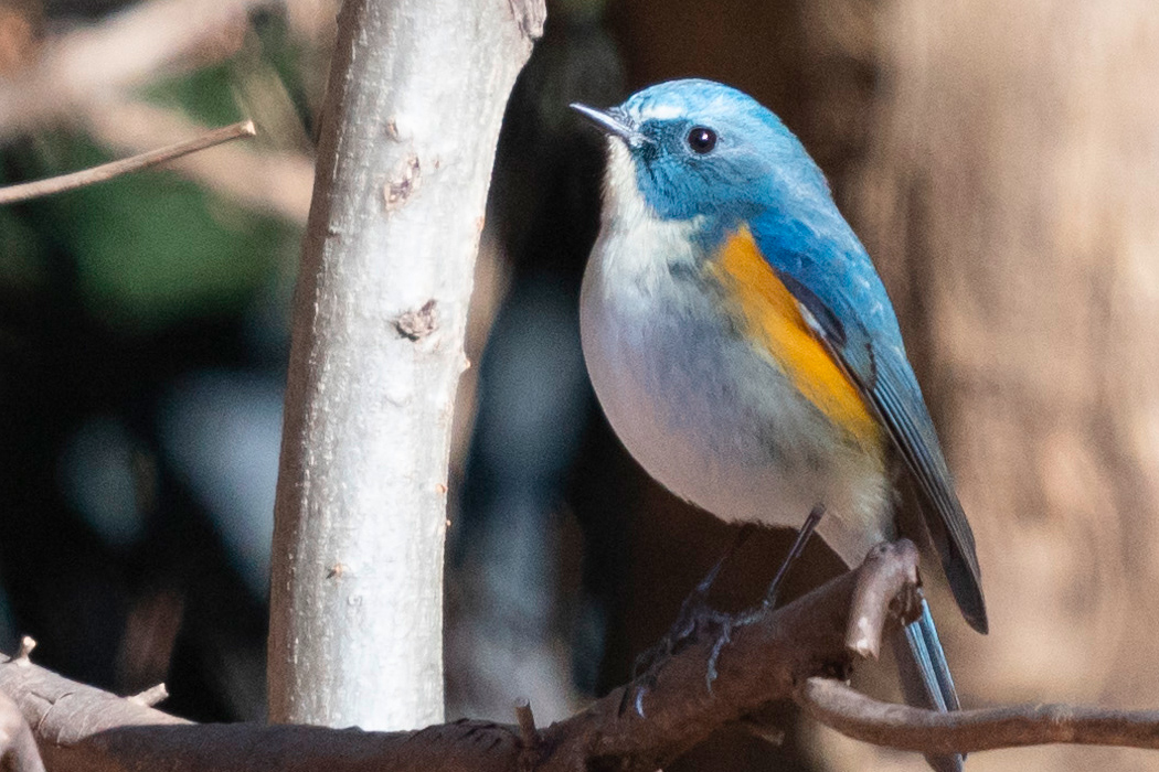 Red-flanked Bluetail Bird Facts (Tarsiger cyanurus)