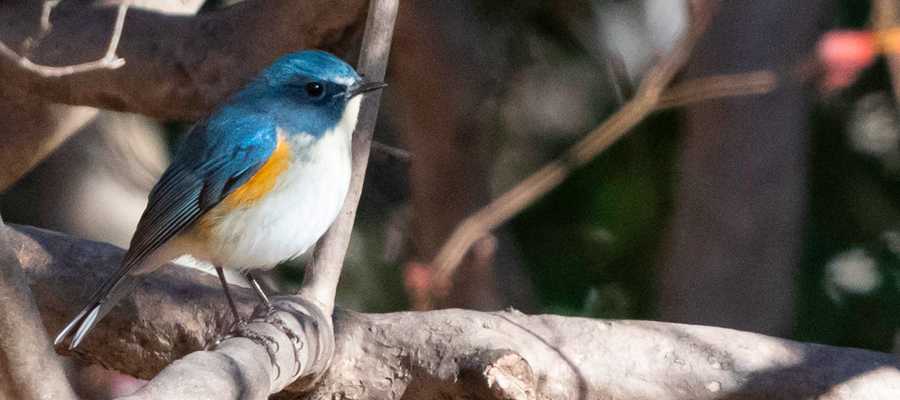 Picture of Red-flanked bluetail