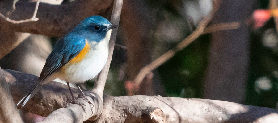 Red-flanked Bluetail (also known as Orange-flanked Bush Robin)