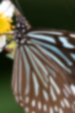 リュウキュウアサギマダラの画像