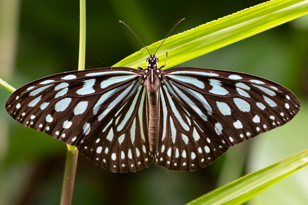 Ceylon Blue Glassy Tiger