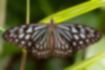 リュウキュウアサギマダラ