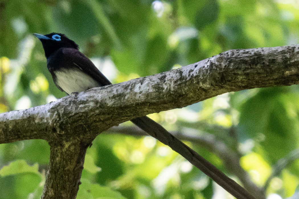 サンコウチョウの特徴 分布 生態 写真をご紹介します 目に見えるいきもの図鑑