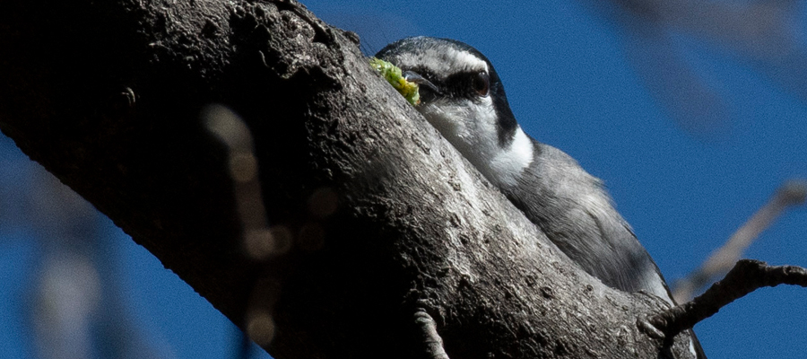 Picture of Ashy minivet