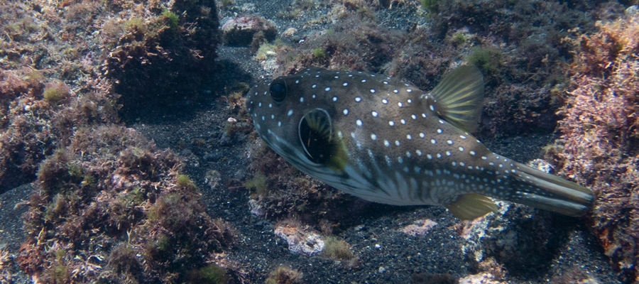 Picture of White-spotted puffer