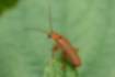 セボシジョウカイ