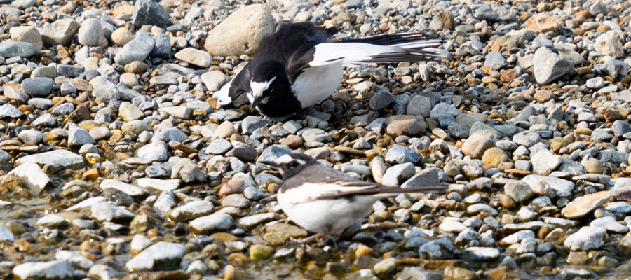 Picture of Japanese Wagtail