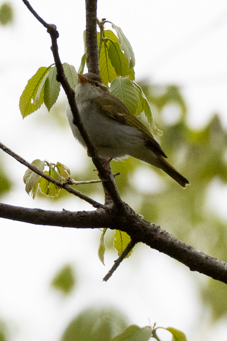 Pictures of Eastern crowned warbler.