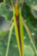 セスジツユムシの画像