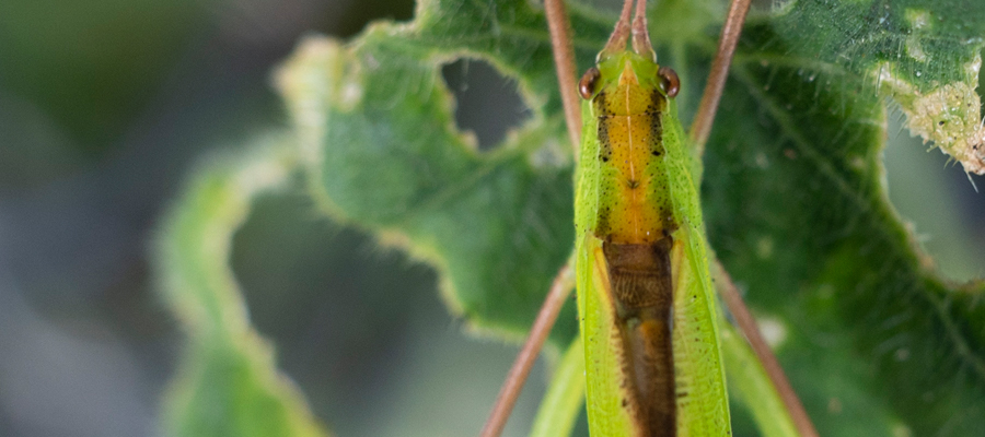 Picture of Ducetia japonica