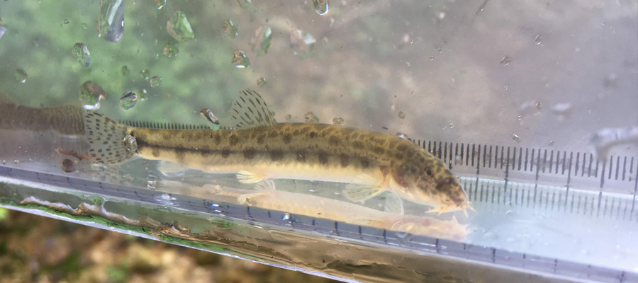 Picture of Japanese striped loach