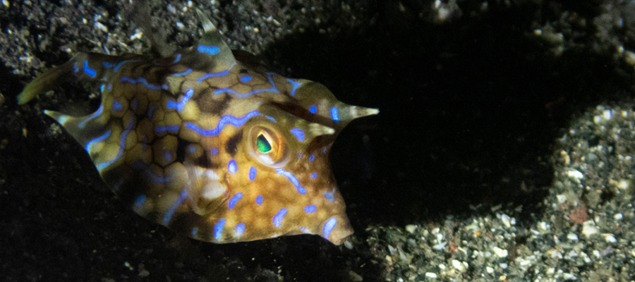 Picture of Thornback cowfish