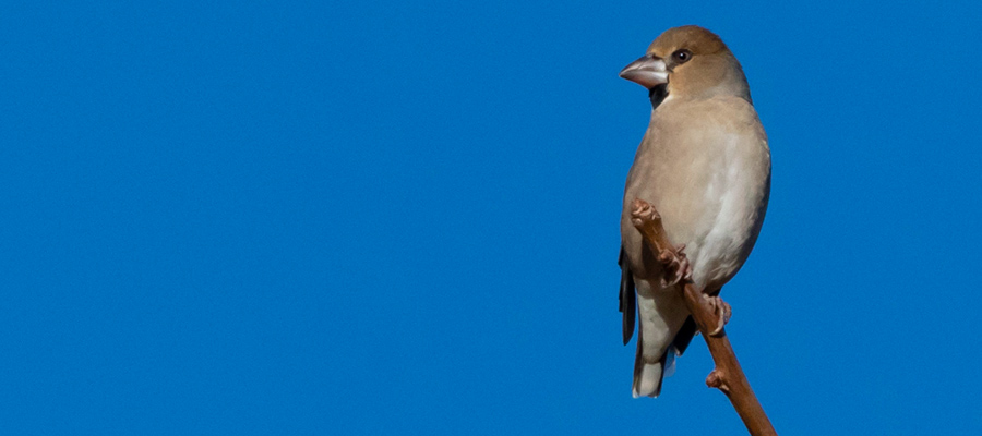 Picture of Hawfinch