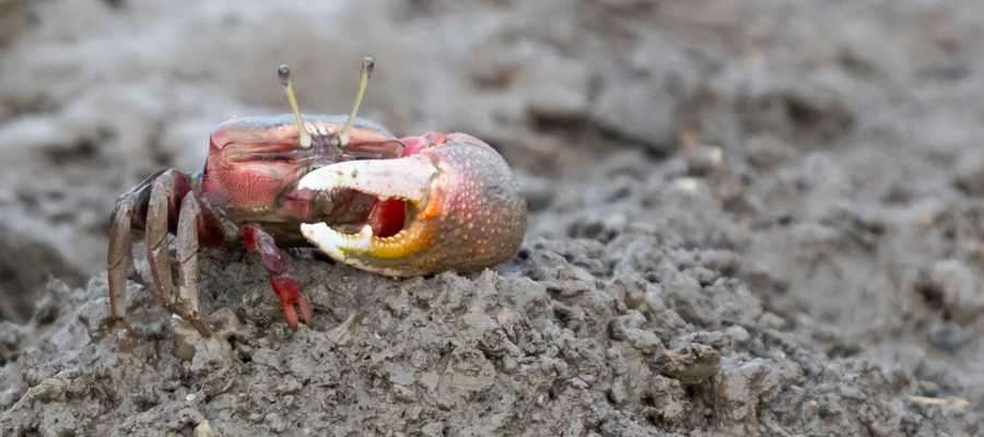 Picture of Fiddler crab