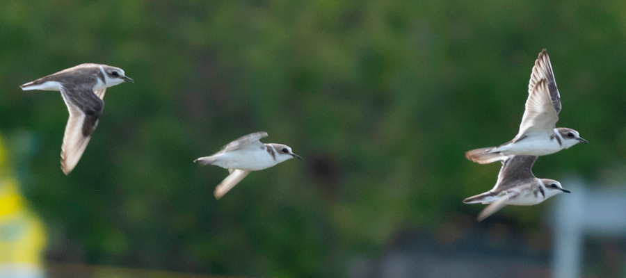 Picture of Kentish Plover