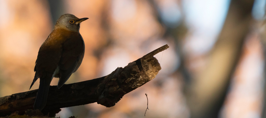 Picture of Pale Thrush