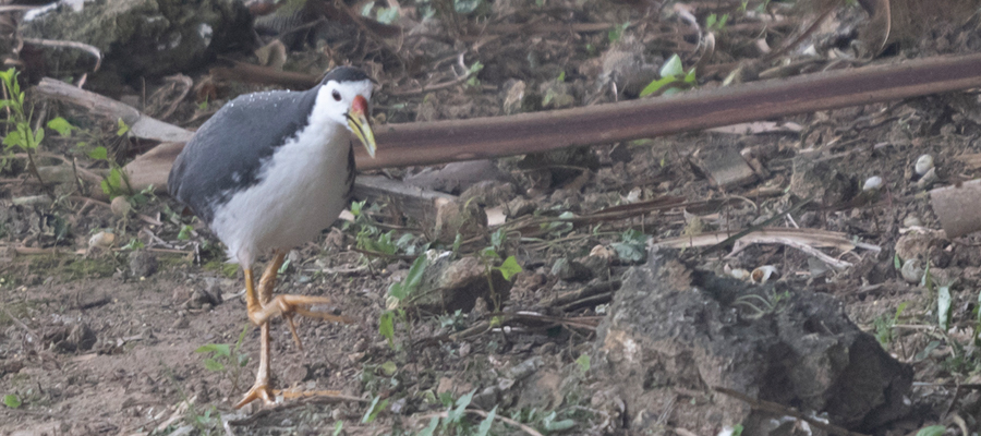 Picture of White-Breasted Waterhen