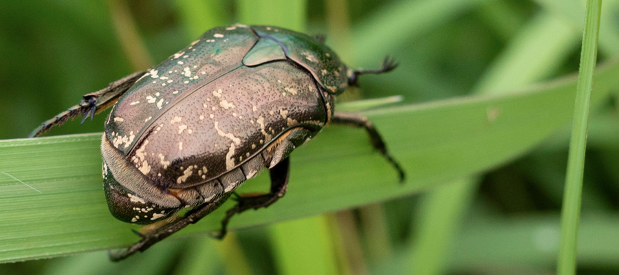 Picture of Protaetia orientalis submarumorea