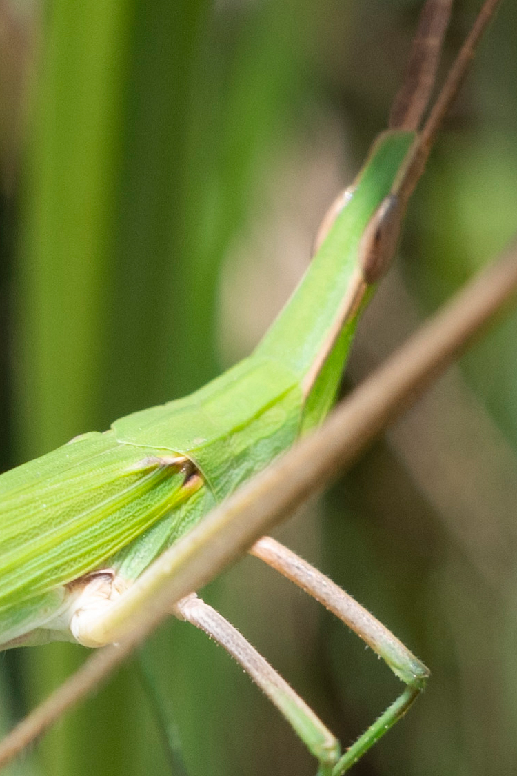 Pictures of Oriental longheaded locust.