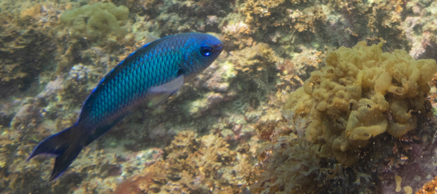 Picture of Neon damselfish