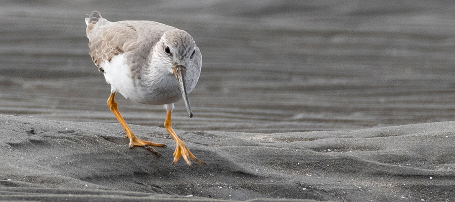 Picture of Terek Sandpiper