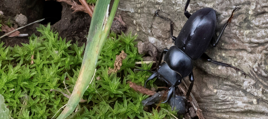 Picture of Dorcus striatipennis