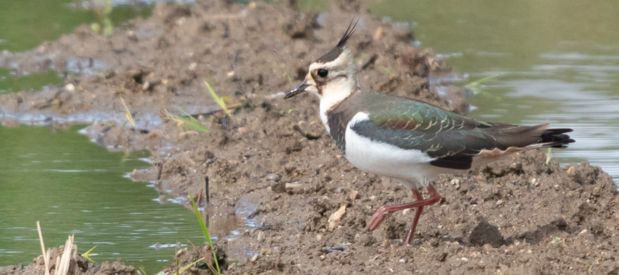 Picture of Northern Lapwing
