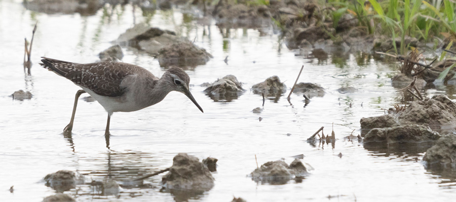 Picture of Wood Sandpiper