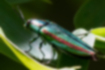 two-striped green buprestid