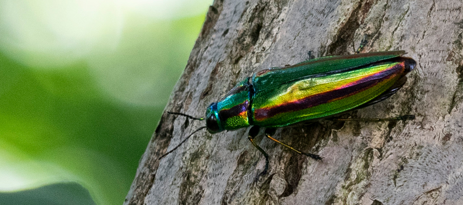 Picture of two-striped green buprestid