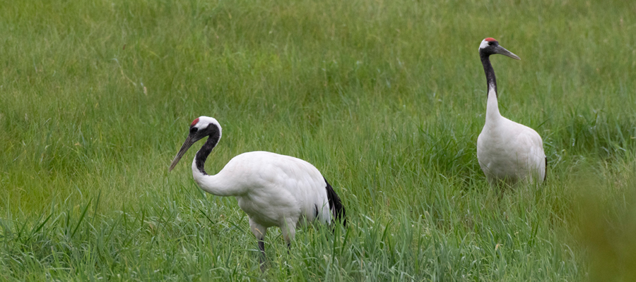 Picture of Japanese crane