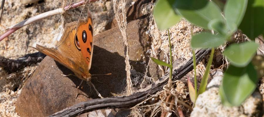 Picture of Peacock Pansy