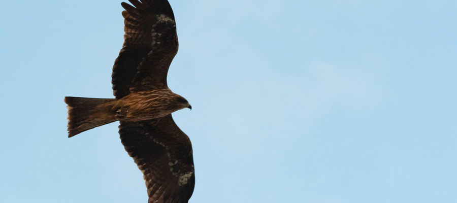 Picture of Black Kite